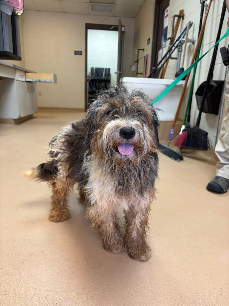 An adult medium-sized female Poodle dog named Lenny for adoption in Nacogdoches, TX