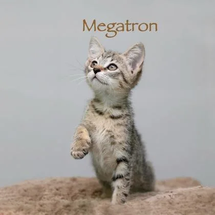 A baby small-sized male Domestic Short Hair cat named Megatron for adoption in Parma, OH