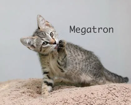 Megatron thumbnail 2