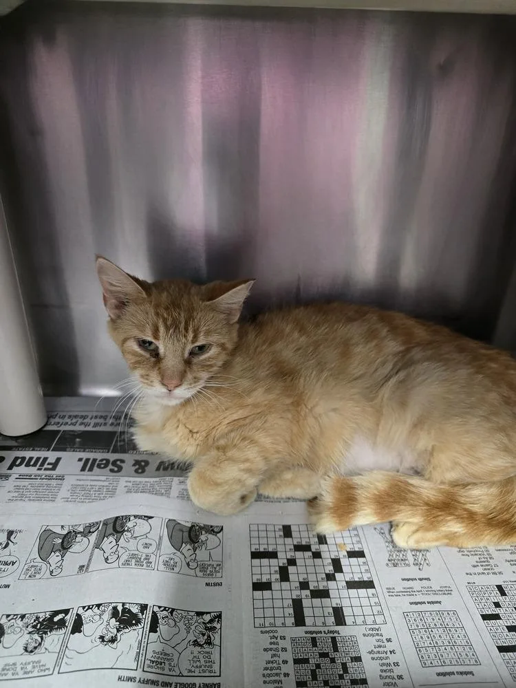 An adult small-sized female Tabby (Orange / Red) Domestic Short Hair cat named Jcpenney for adoption in Evansville, IN