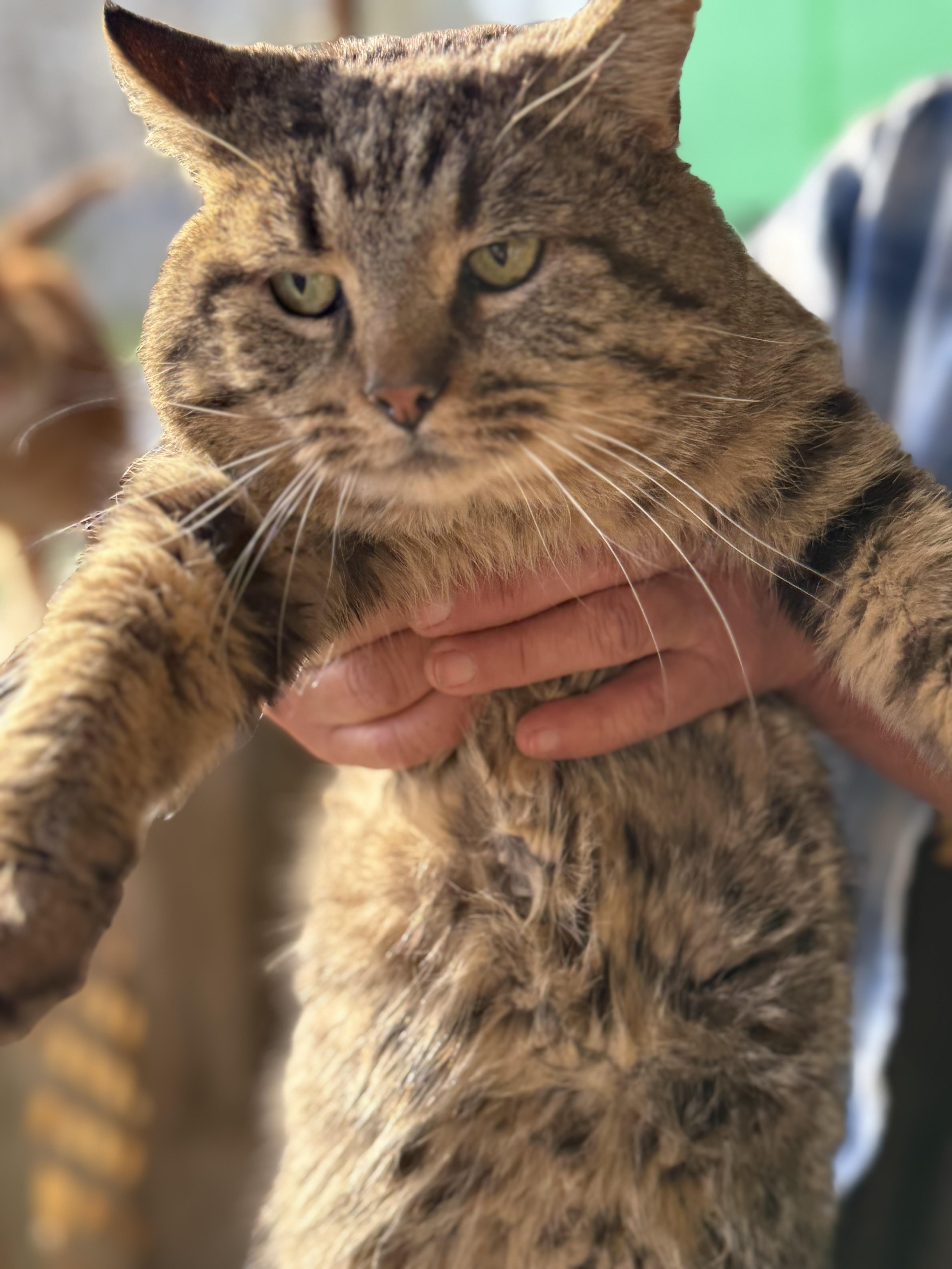 A senior large-sized male Tabby (Gray / Blue / Silver) Domestic Short Hair cat named Bodie for adoption in Johnson City, TN