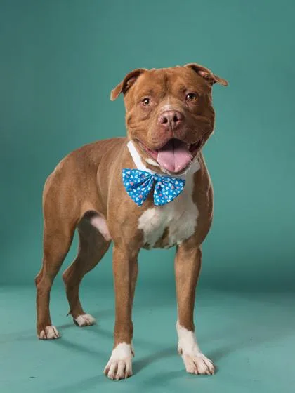 An adult large-sized male Pit Bull Terrier dog named Rocko for adoption in Atlanta, GA