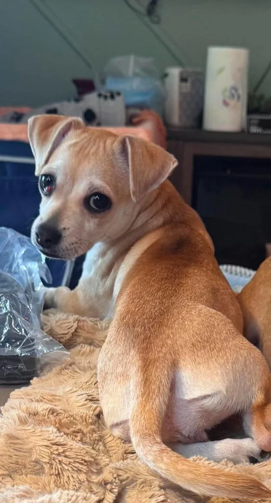 A baby small-sized female Chihuahua dog named Chloe for adoption in Mesa, AZ