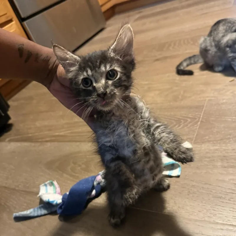 A baby small-sized male Brown / Chocolate Domestic Medium Hair cat named Milo for adoption in Springfield, IL