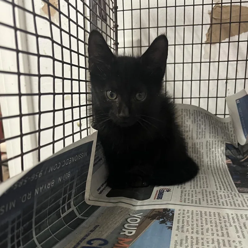 A baby small-sized male Black Domestic Short Hair cat named Fishy Fishy for adoption in Edinburg, TX