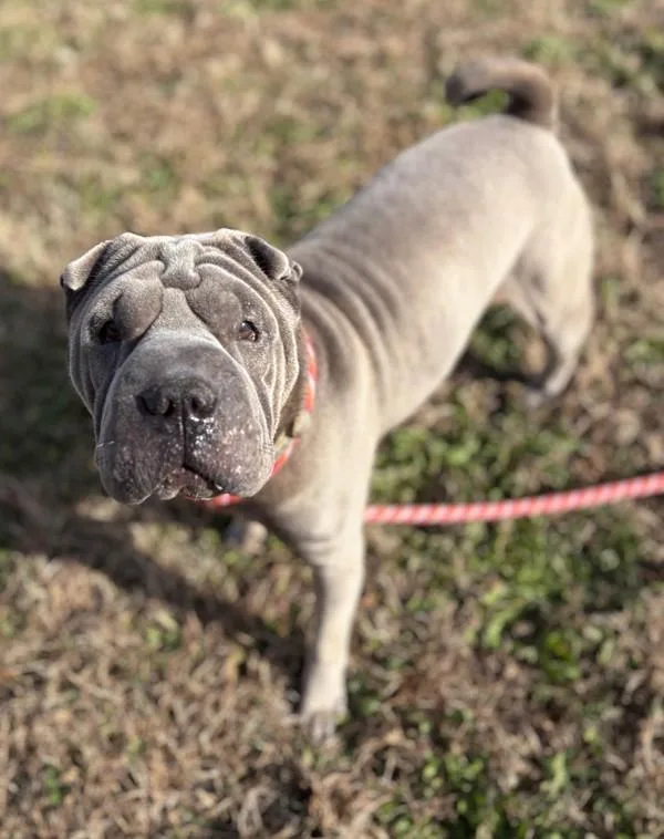 An adult medium-sized male Shar-Pei dog named Benji for adoption in Virginia Beach, VA