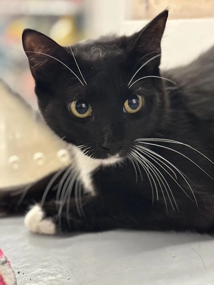 A young medium-sized female Black & White / Tuxedo Domestic Short Hair cat named Cyan for adoption in Deltona, FL