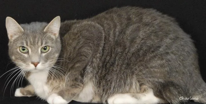 An adult medium-sized male Tabby (Gray / Blue / Silver) Domestic Short Hair cat named Asher for adoption in Newland, NC