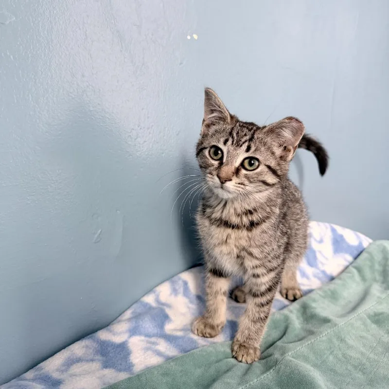 A baby small-sized female Gray / Blue / Silver Domestic Short Hair cat named Peach for adoption in Ferndale, MI