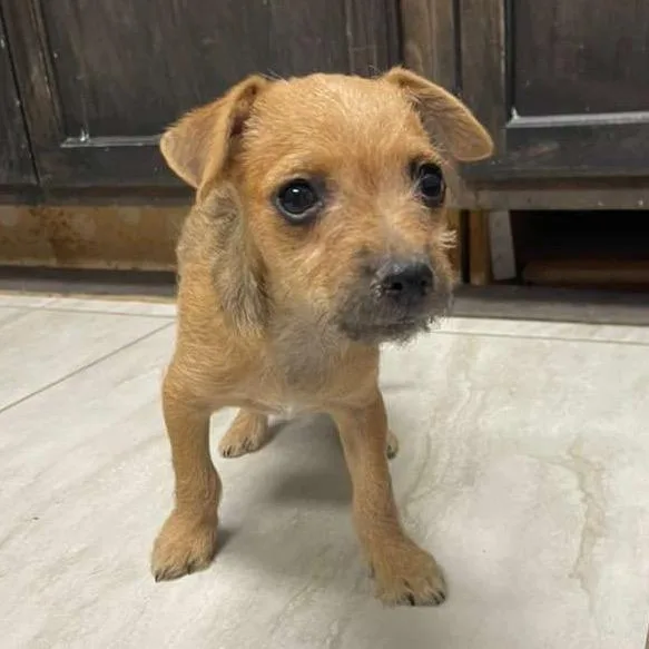 A baby small-sized female Brown / Chocolate Chihuahua dog named Conchita for adoption in Laredo, TX