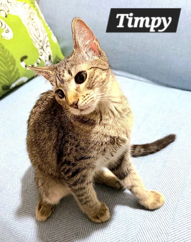 A young medium-sized female Tabby (Brown / Chocolate) Tabby cat named Timpy for adoption in Miami, FL