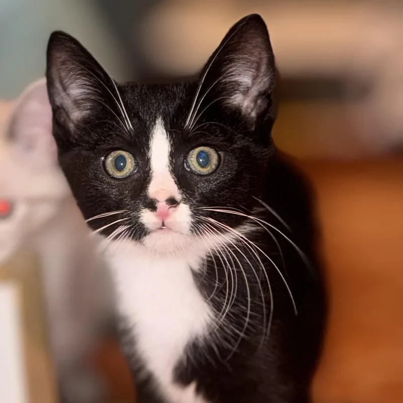 A baby medium-sized male Black & White / Tuxedo Domestic Short Hair cat named Miso for adoption in Avon, NY