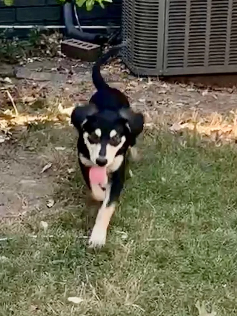 Salsa