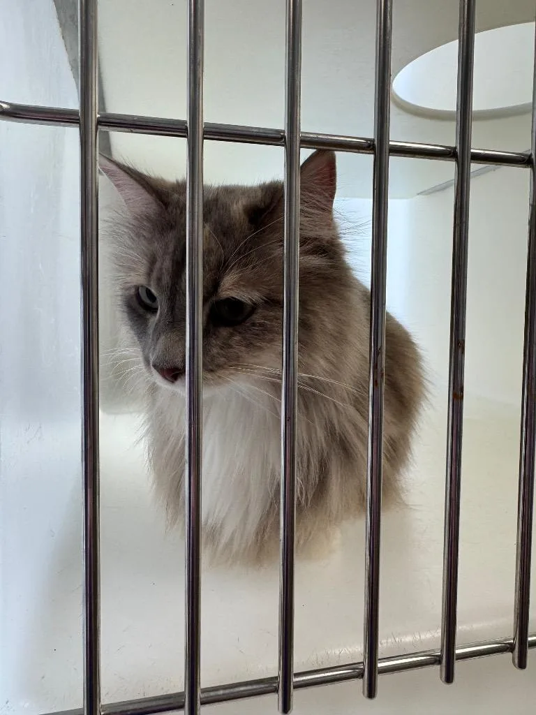 A young medium-sized female Domestic Long Hair cat named Julie for adoption in Columbia, TN