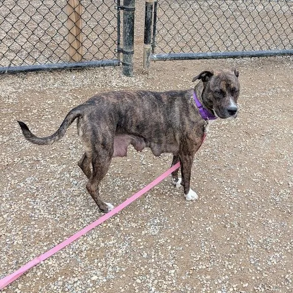 An adult medium-sized female Brindle Boxer dog named Kelo for adoption in Columbia Station, OH