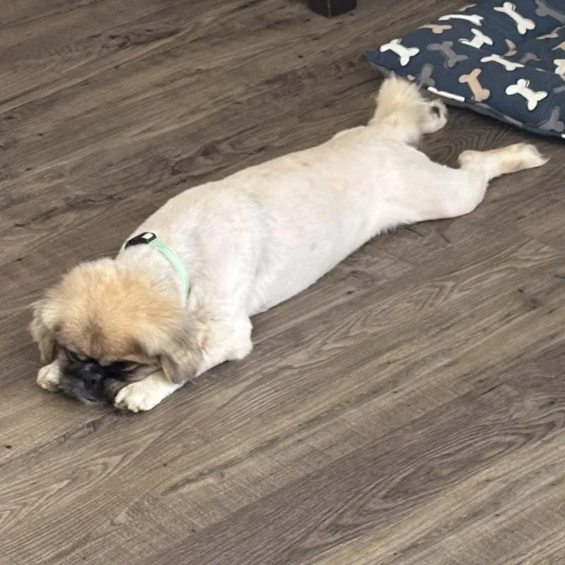 An adult small-sized male Pekingese dog named Happy All The Time for adoption in Fredericksburg, VA