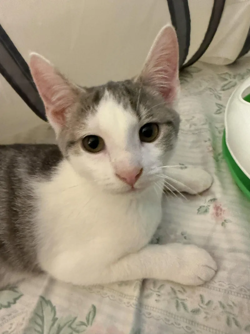 A baby medium-sized female Gray & White Domestic Short Hair cat named Summer for adoption in Coatesville, PA