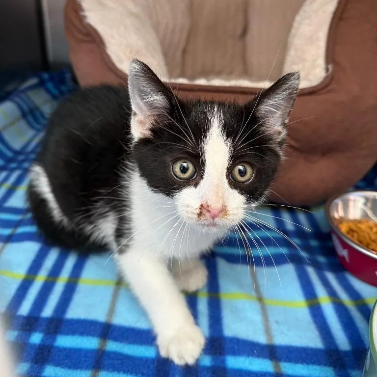 A baby large-sized male Domestic Short Hair cat named Spider for adoption in Oconto, WI