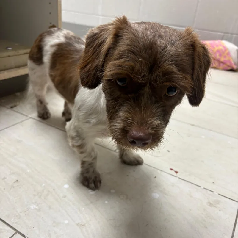 An adult small-sized female Brown / Chocolate Mixed Breed dog named Velvet for adoption in Lufkin, TX