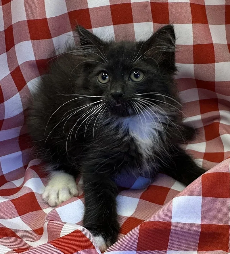 A baby small-sized female Black Domestic Long Hair cat named Loxoox for adoption in San Diego, CA