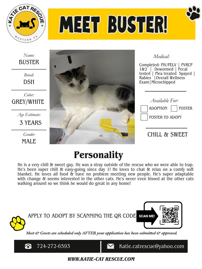 An adult medium-sized male Domestic Short Hair cat named Buster for adoption in Evans City, PA