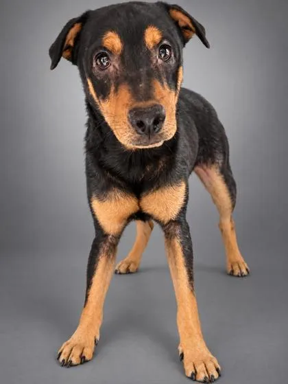 An adult medium-sized male Beagle dog named Danny for adoption in Bowling Green, KY