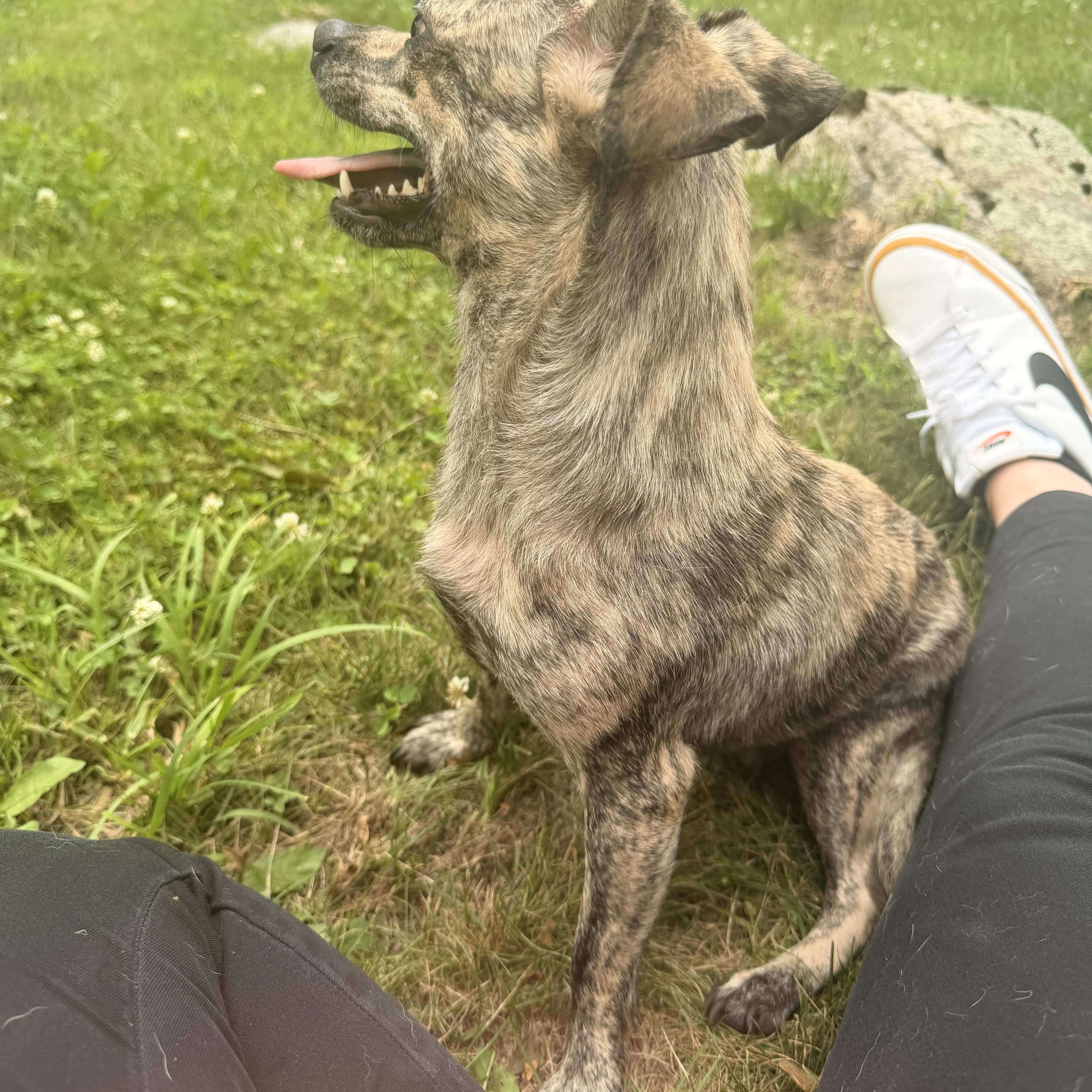 A young small-sized female Chiweenie dog named Mama Lucy for adoption in Carmel, NY