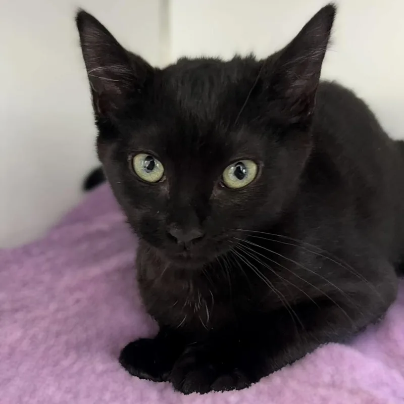 A baby small-sized female Black Domestic Short Hair cat named Ravioli for adoption in Newark, NJ