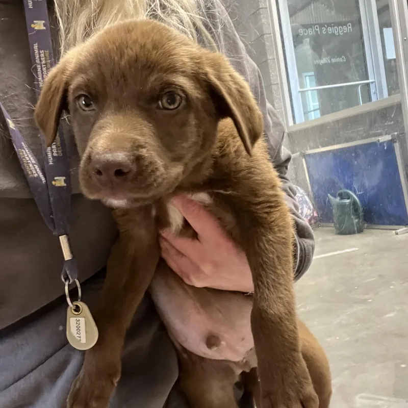 A baby medium-sized male Brown / Chocolate Labrador Retriever dog named Neon for adoption in Newark, DE