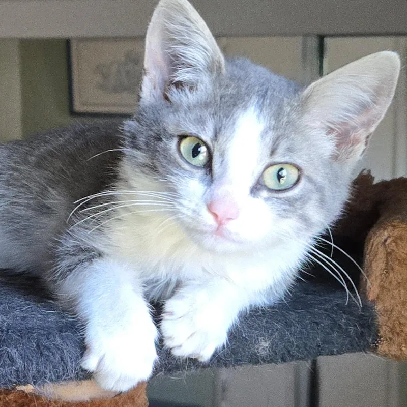 A baby small-sized female Gray / Blue / Silver Domestic Short Hair cat named Cleo for adoption in Los Angeles, CA
