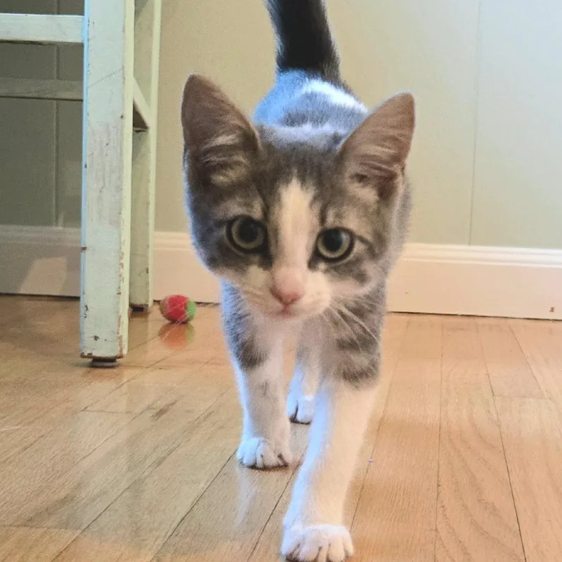 Cleo thumbnail 2