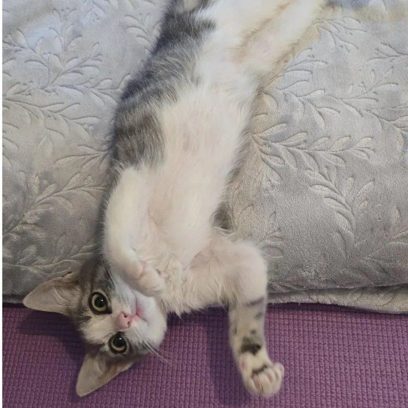 Cleo thumbnail 4
