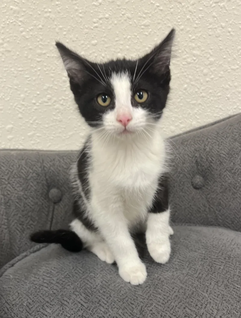 A baby medium-sized male Black & White / Tuxedo Domestic Short Hair cat named Prime Energy for adoption in Red Wing, MN