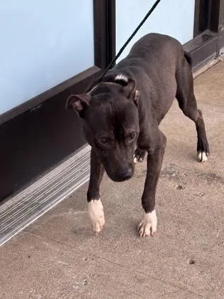 An adult medium-sized male Pit Bull Terrier dog named Timmy for adoption in Honolulu, HI