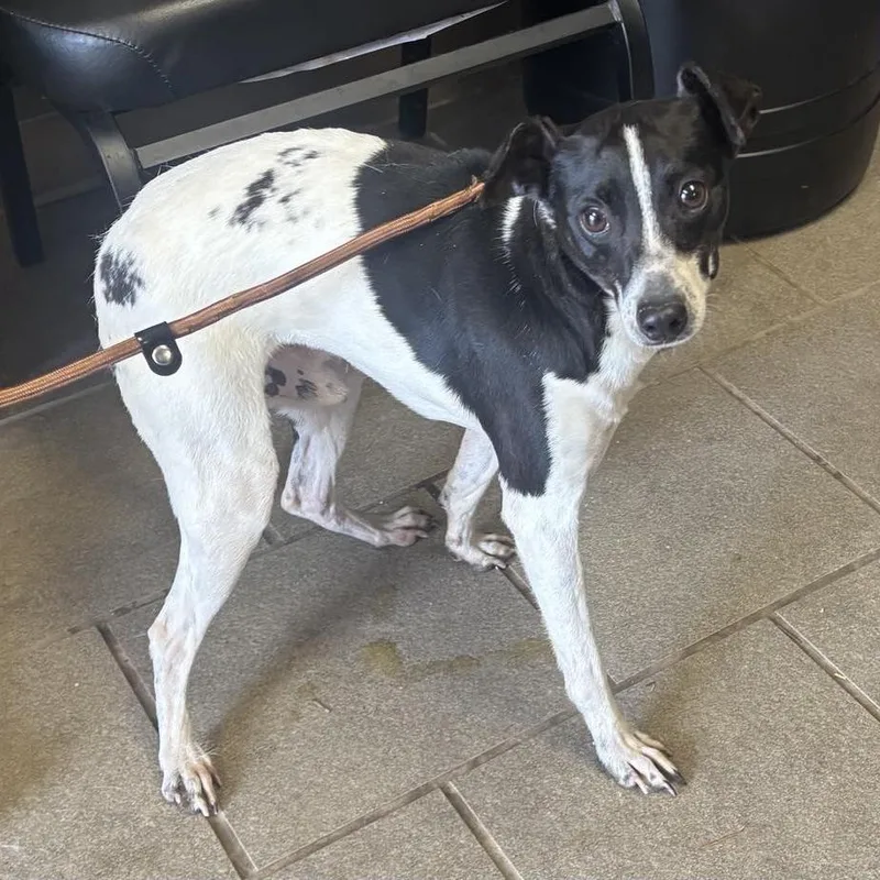 An adult small-sized male White / Cream Mixed Breed dog named Donahue Stray Hold for adoption in Huntington, WV