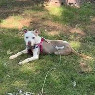 An adult medium-sized male Yellow / Tan / Blond / Fawn Pit Bull Terrier dog named Edgar D for adoption in Minneapolis, MN