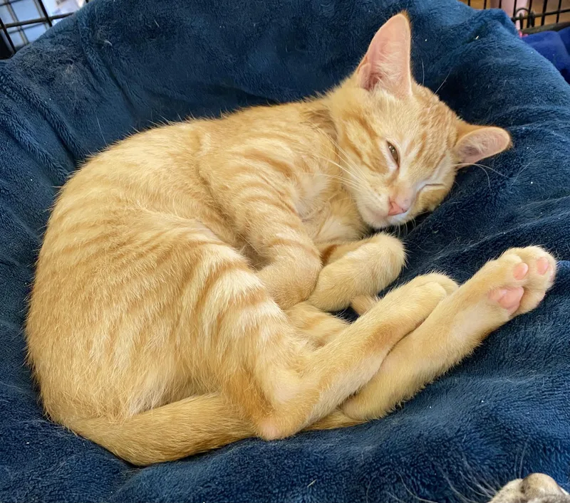 A young medium-sized male Tabby cat named Kamakazie for adoption in Stanwood, WA