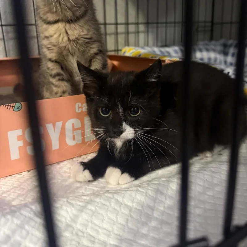 A baby small-sized female Black Domestic Short Hair cat named Yurei Carter for adoption in Eagle Mountain, UT