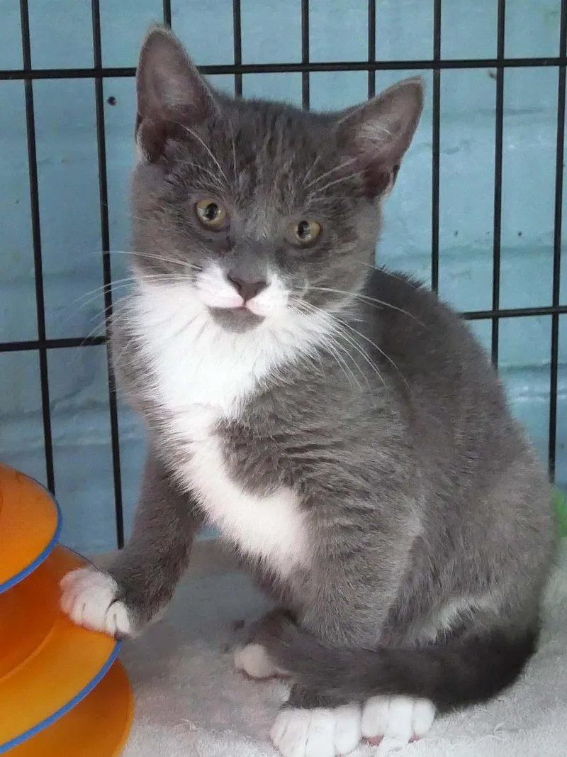 A baby small-sized male Domestic Short Hair cat named Dusty for adoption in Bloomingdale, NJ