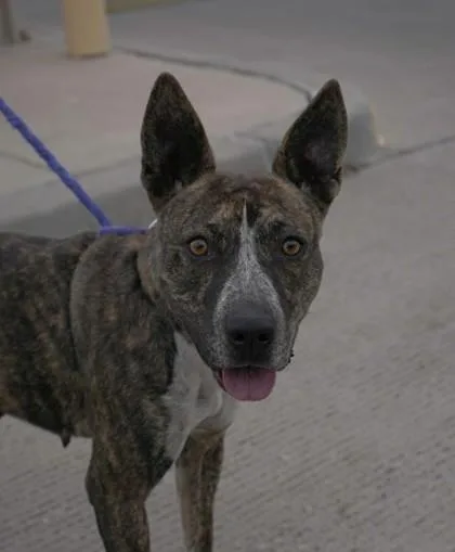 An adult medium-sized female Mixed Breed dog named Bell for adoption in El Paso, TX