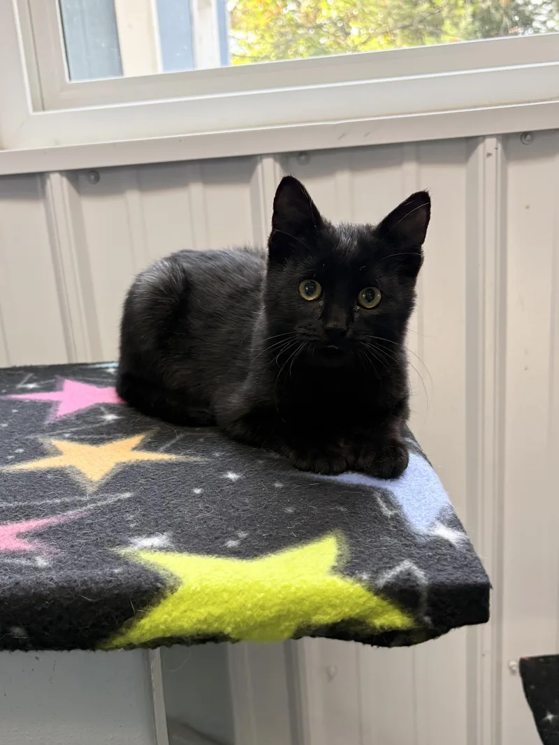 A baby medium-sized male American Shorthair cat named Toeni for adoption in Big Rapids, MI