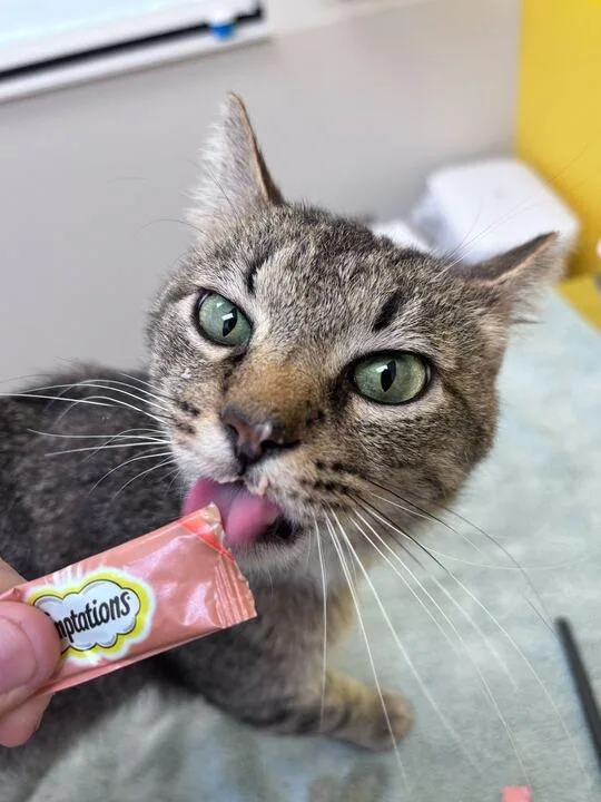 An adult small-sized male Tabby (Brown / Chocolate) Domestic Short Hair cat named Julius for adoption in Raleigh, NC