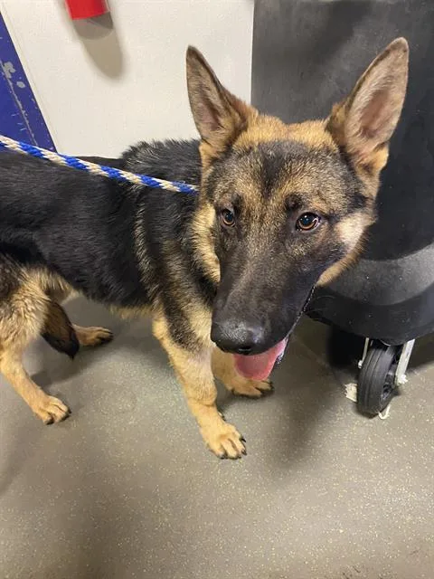 An adult large-sized male Black German Shepherd Dog dog named Spike URGENT for adoption in Thousand Oaks, CA