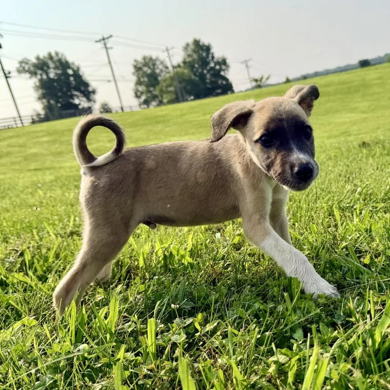 Milo