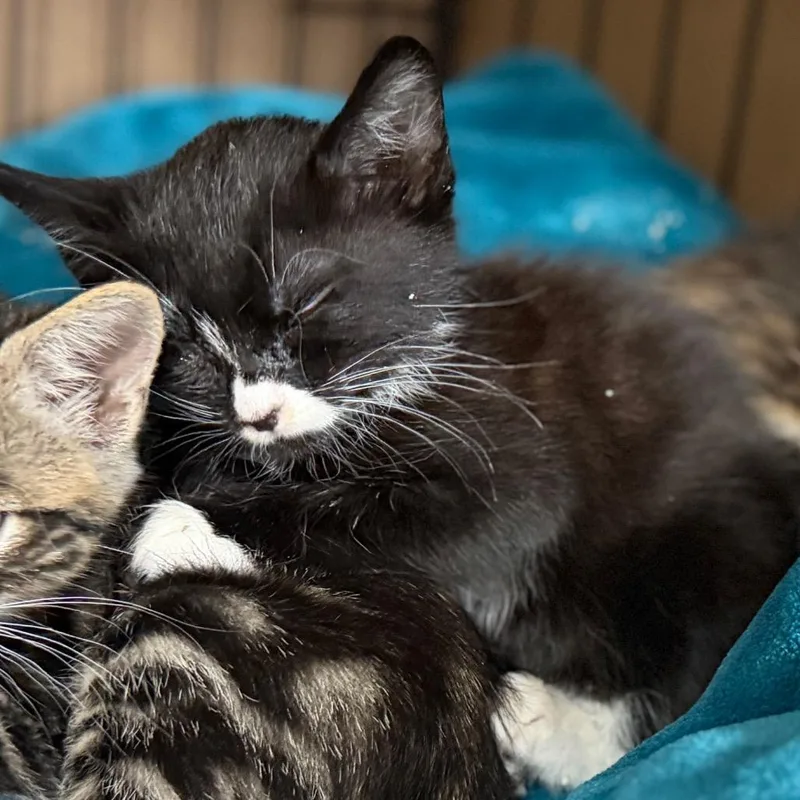 A baby small-sized female Black Domestic Short Hair cat named Pop for adoption in Long Beach, CA