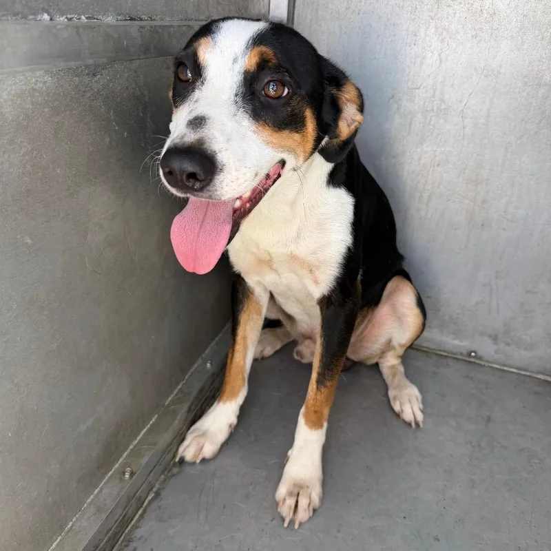 A young medium-sized male Black Shepherd dog named Castrol for adoption in Edinburg, TX