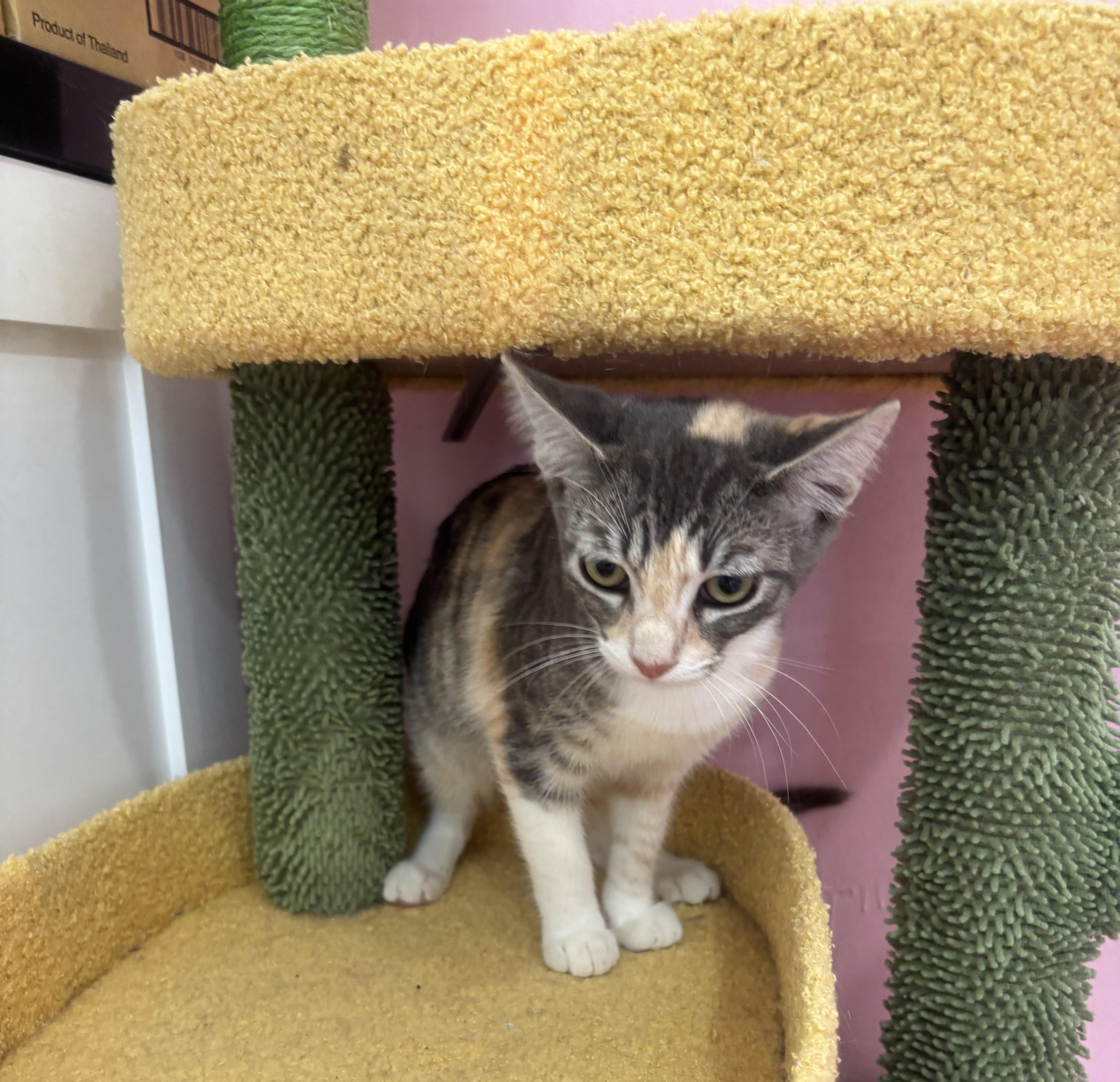 A young medium-sized female Dilute Calico Calico cat named Casey for adoption in Whittier, CA