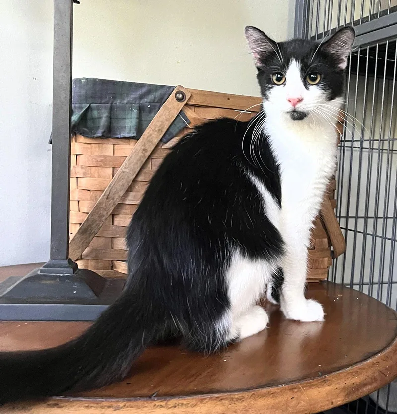 Obsidian thumbnail 2