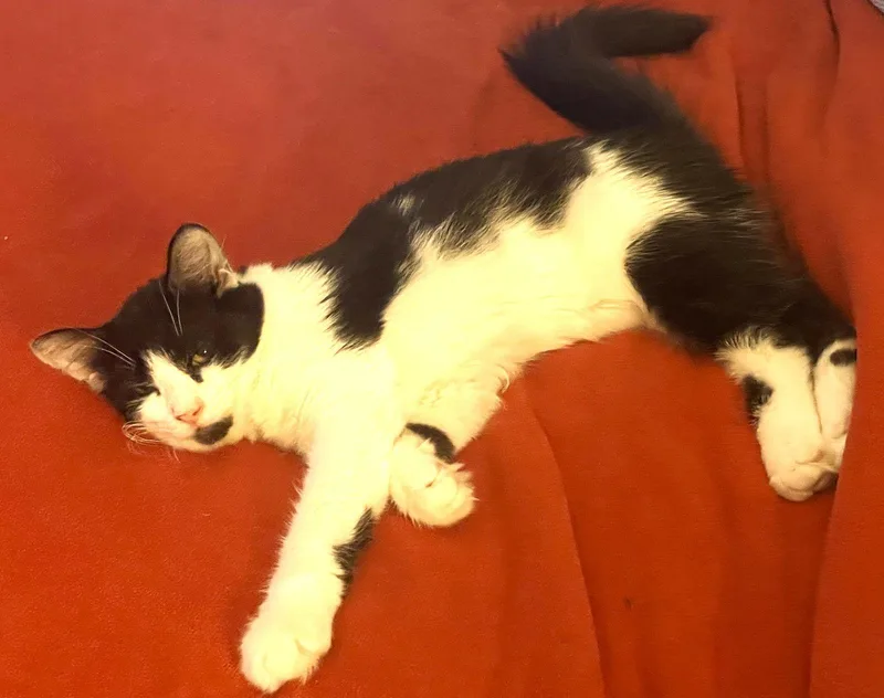 Obsidian thumbnail 3