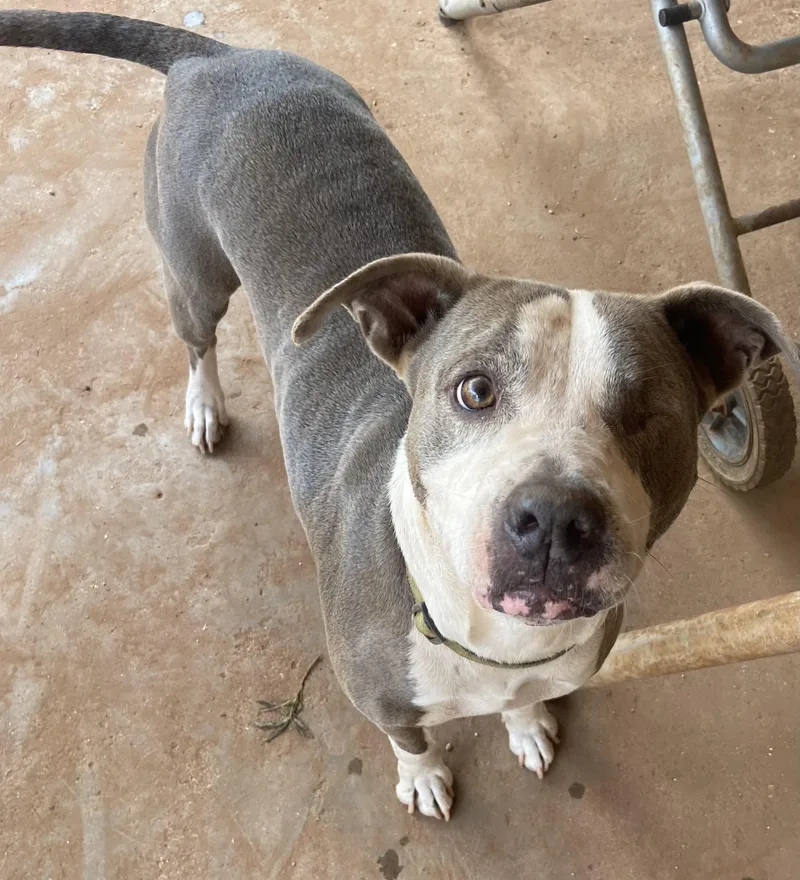 An adult medium-sized female Gray / Blue / Silver Pit Bull Terrier dog named Naina for adoption in Snyder, TX
